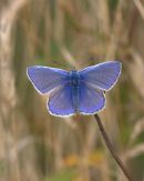 Common_Blue
